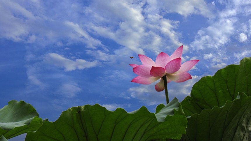 qinghe-201481523116-001photo.jpg